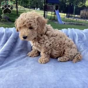 Freddy, Havapoo Puppy