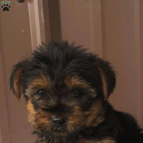 Maggie, Yorkie Puppy