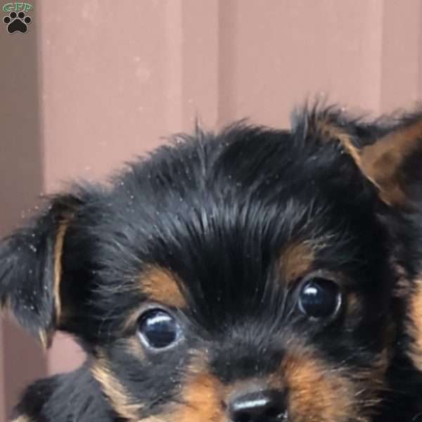 Max, Yorkie Puppy