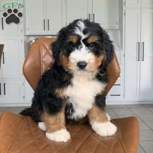 Duke, Bernedoodle Puppy