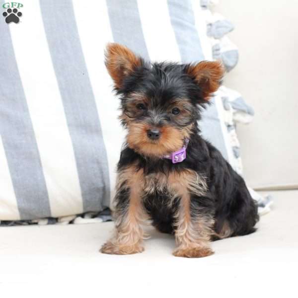 Hazel, Yorkie Puppy