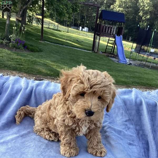 Freddy, Havapoo Puppy