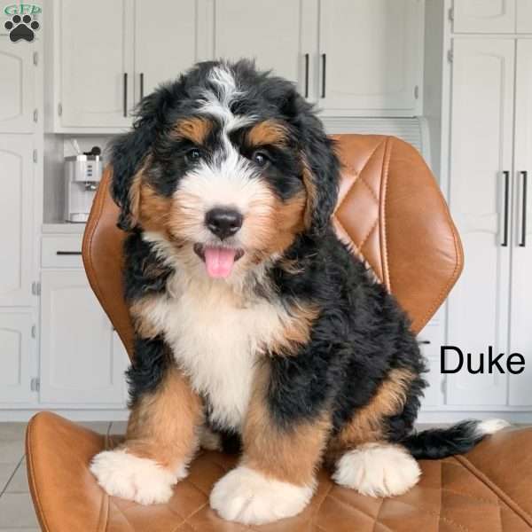 Duke, Bernedoodle Puppy