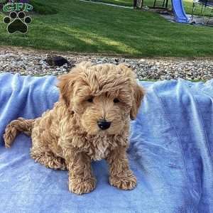 Freddy, Havapoo Puppy