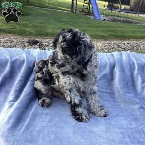 Parker, Havapoo Puppy