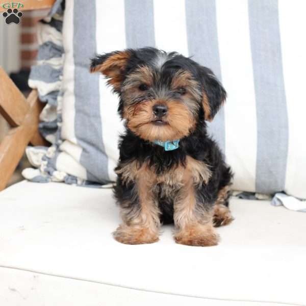 Chase, Yorkie Puppy