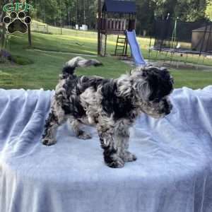Parker, Havapoo Puppy