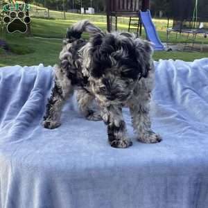 Parker, Havapoo Puppy