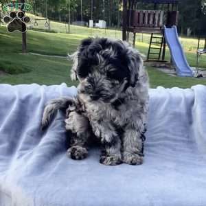 Parker, Havapoo Puppy