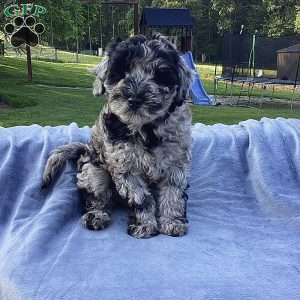 Parker, Havapoo Puppy