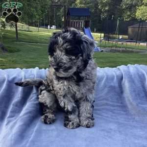 Parker, Havapoo Puppy