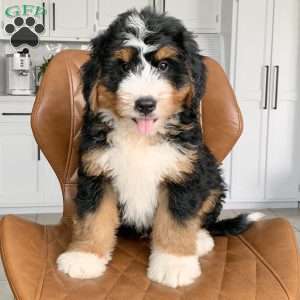 Duke, Bernedoodle Puppy