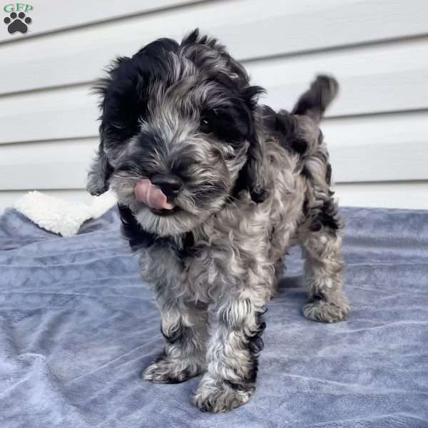 Parker, Havapoo Puppy