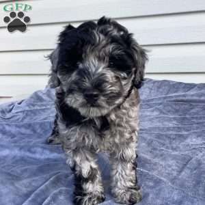 Parker, Havapoo Puppy