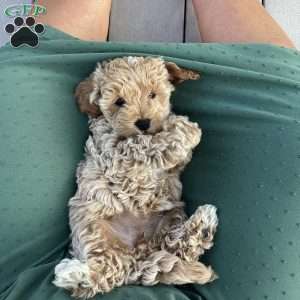 Rya, Havapoo Puppy