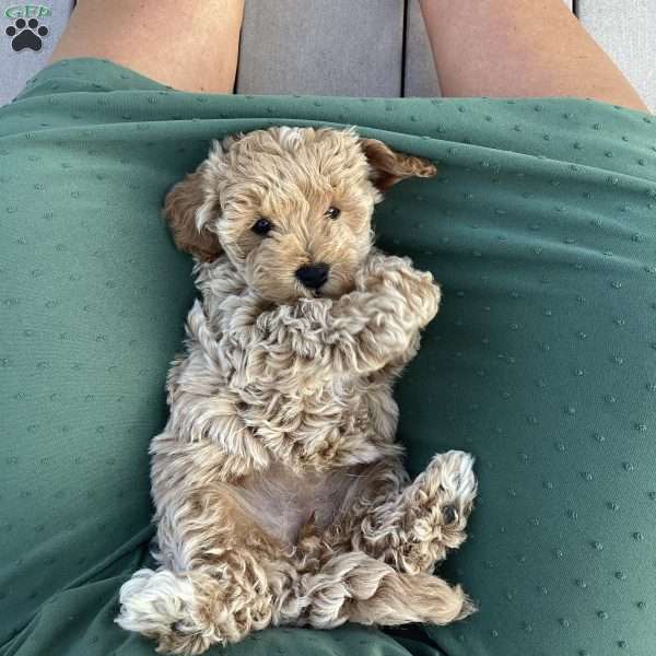 Rya, Havapoo Puppy