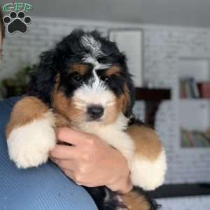 Duke, Bernedoodle Puppy