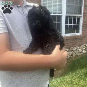 Jude, Havapoo Puppy