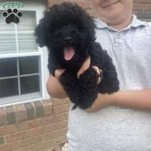 Jazzy, Havapoo Puppy
