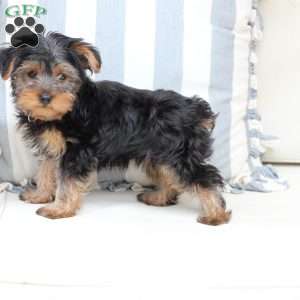 Arlo, Yorkie Puppy