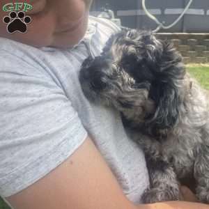 Parker, Havapoo Puppy