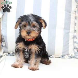 Arlo, Yorkie Puppy