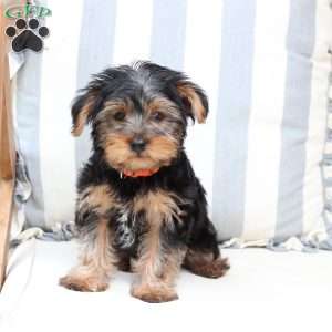 Arlo, Yorkie Puppy
