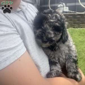 Parker, Havapoo Puppy