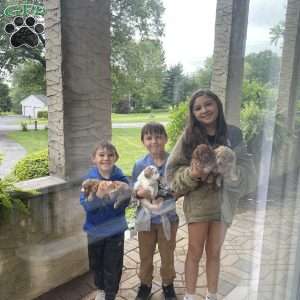 Wheeler, Cavapoo Puppy