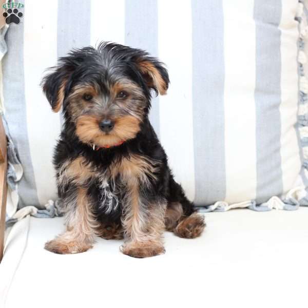 Arlo, Yorkie Puppy
