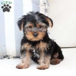 Arlo, Yorkie Puppy