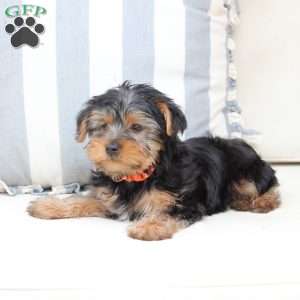 Arlo, Yorkie Puppy