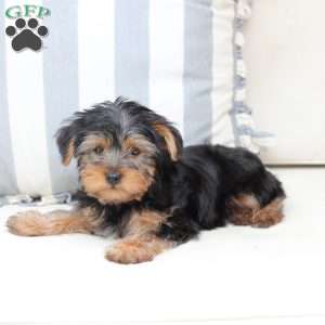 Arlo, Yorkie Puppy