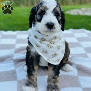 Tide, Bernedoodle Puppy