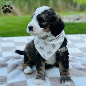 Tide, Bernedoodle Puppy