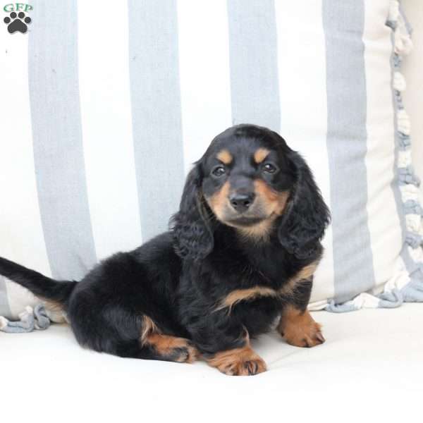 April, Dachshund Puppy