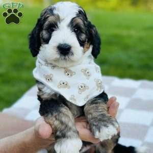 Tide, Bernedoodle Puppy
