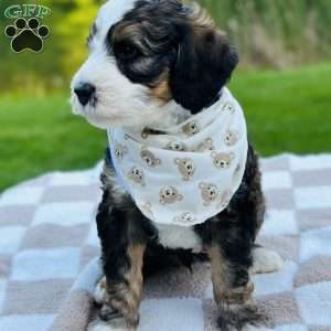 Tide, Bernedoodle Puppy