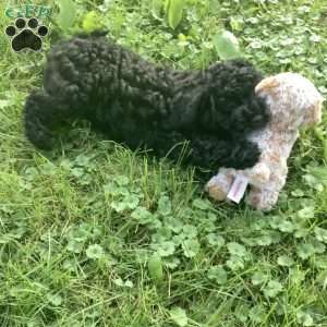 Jazzy, Havapoo Puppy