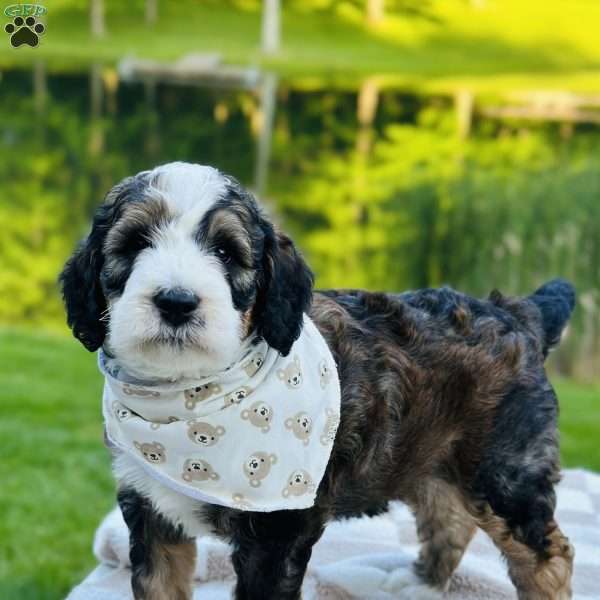 Tide, Bernedoodle Puppy