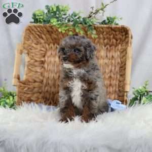Arthur, Mini Bernedoodle Puppy