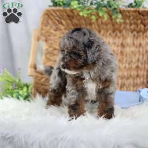 Arthur, Mini Bernedoodle Puppy