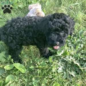 Jude, Havapoo Puppy