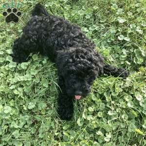 Jude, Havapoo Puppy