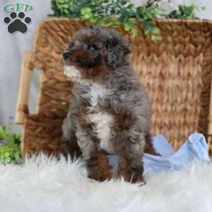 Arthur, Mini Bernedoodle Puppy