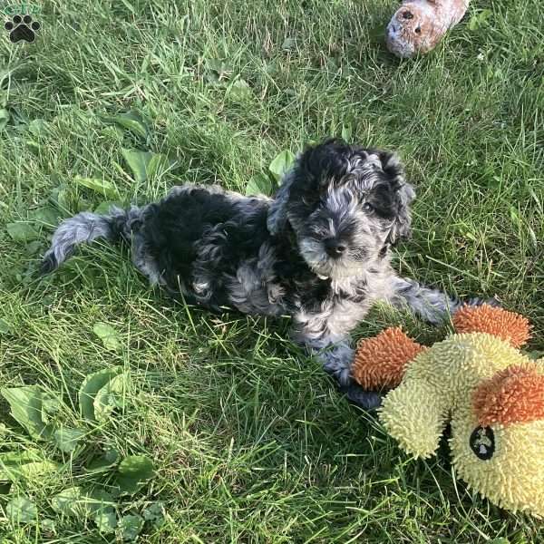 Parker, Havapoo Puppy