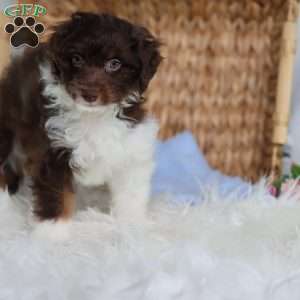 Arch, Mini Bernedoodle Puppy