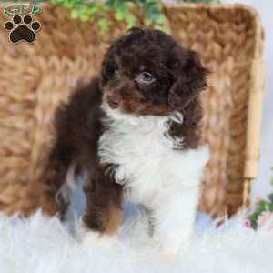 Arch, Mini Bernedoodle Puppy
