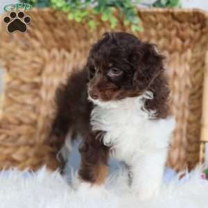Arch, Mini Bernedoodle Puppy