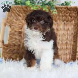 Arch, Mini Bernedoodle Puppy
